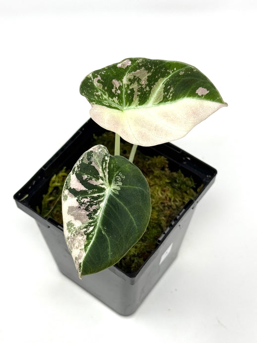 Alocasia Black Velvet Variegated A