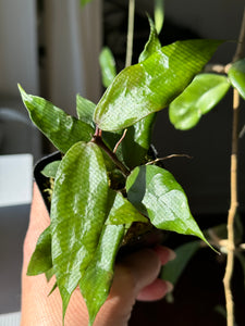 Hoya Pusilla Malaysia