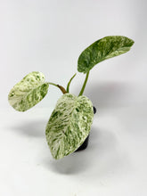 Load image into Gallery viewer, Philodendron Giganteum Blizzard