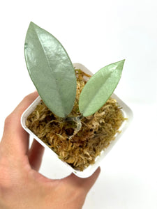 Hoya Wilbur Graves Silver A