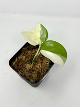 Load image into Gallery viewer, Monstera Deliciosa Albo Variegated H