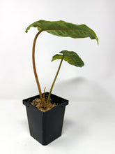 Load image into Gallery viewer, Philodendron Billietiae Variegated D