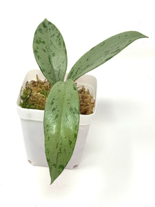 Hoya Pubicalyx Pink Silver Ghost C