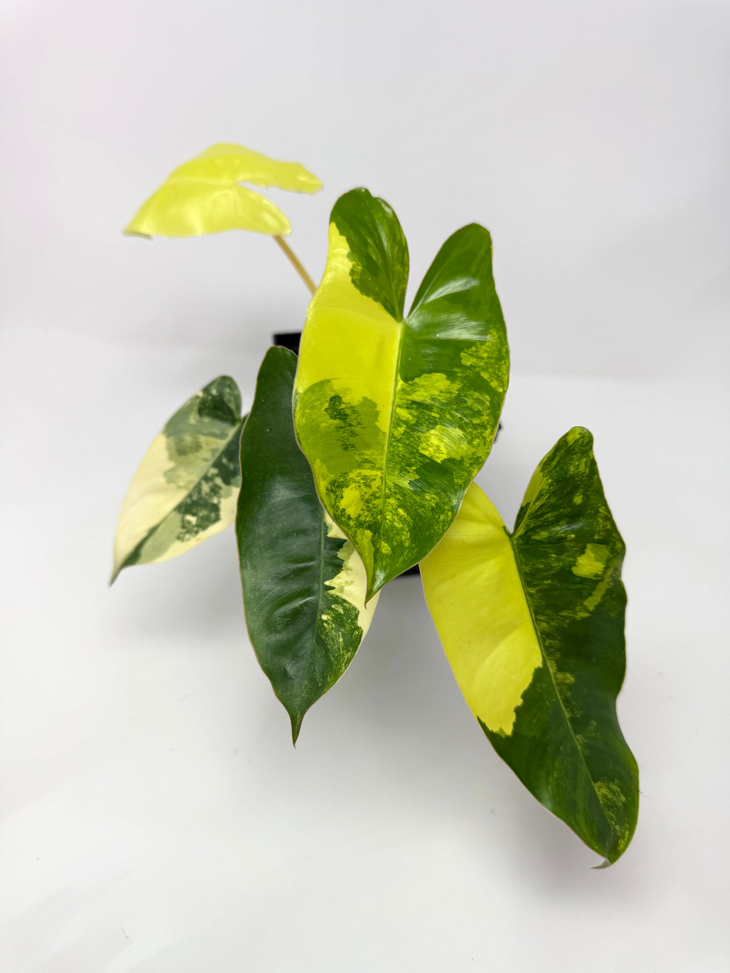 Philodendron Burle Marx Variegated