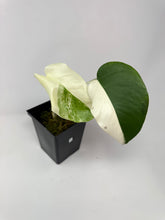 Load image into Gallery viewer, Monstera Deliciosa Albo Variegated G