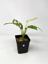 Load image into Gallery viewer, Monstera Adansonii Variegated H