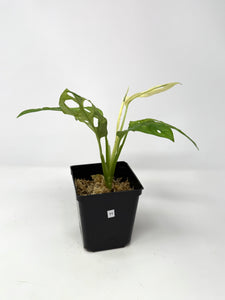 Monstera Adansonii Variegated H