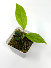 Load image into Gallery viewer, Hoya Decipulae