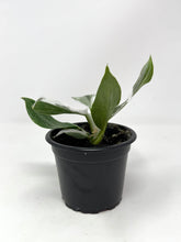 Load image into Gallery viewer, Philodendron White Wizard (high variegation)