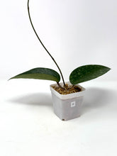 Load image into Gallery viewer, Hoya Glabra Silver H