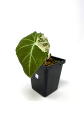 Load image into Gallery viewer, Alocasia Black Velvet Variegated C