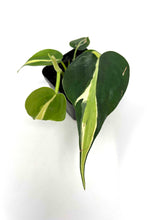 Load image into Gallery viewer, Philodendron Hederaceum ‘Rio’