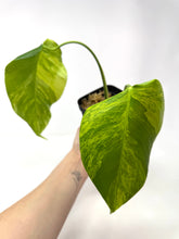 Load image into Gallery viewer, Monstera Deliciosa Aurea Variegated A