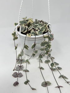 Ceropegia Woodii Variegated ‘String of Hearts’ (Hanging Basket)