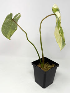 Philodendron Gloriosum Variegated C