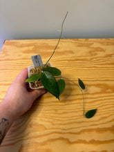 Load image into Gallery viewer, 219. Hoya Verticillata Splash