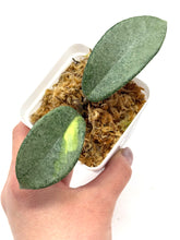 Load image into Gallery viewer, Hoya Carnosa ‘Argentea Princess’ D