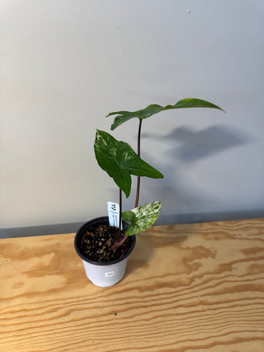 305. Syngonium Podophyllum Variegated