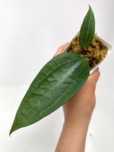 Load image into Gallery viewer, Hoya Macrophylla cv. Fadia