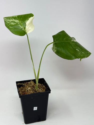 Monstera Deliciosa Albo Variegated J