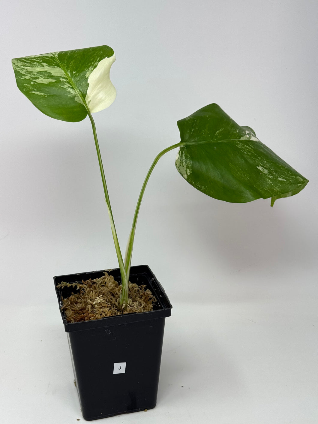 Monstera Deliciosa Albo Variegated J