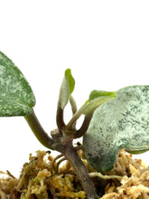 Load image into Gallery viewer, Hoya Carnosa ‘Grey Ghost’