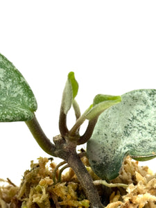 Hoya Carnosa ‘Grey Ghost’