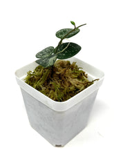 Load image into Gallery viewer, Hoya Mathilde Splash