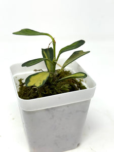 Hoya Manipurensis Variegated F