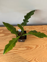 Load image into Gallery viewer, 282. Philodendron Ring of Fire
