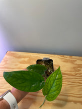 Load image into Gallery viewer, 41. Amydrium Medium