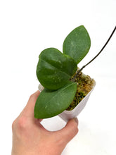 Load image into Gallery viewer, Hoya Erythrostemma “Shocking Pink”