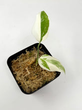 Load image into Gallery viewer, Monstera Deliciosa Albo Variegated A (juvenile)