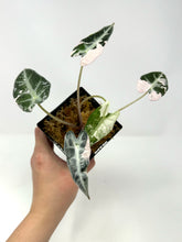 Load image into Gallery viewer, Alocasia Bambino Pink Variegated B