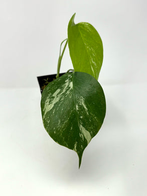 Monstera Deliciosa Albo Variegated P