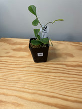 Load image into Gallery viewer, 160. Hoya Manipurensis