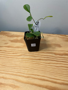 160. Hoya Manipurensis