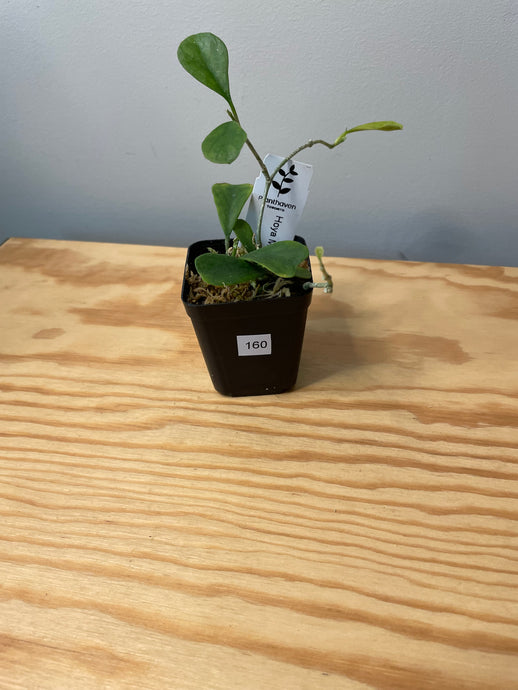 160. Hoya Manipurensis