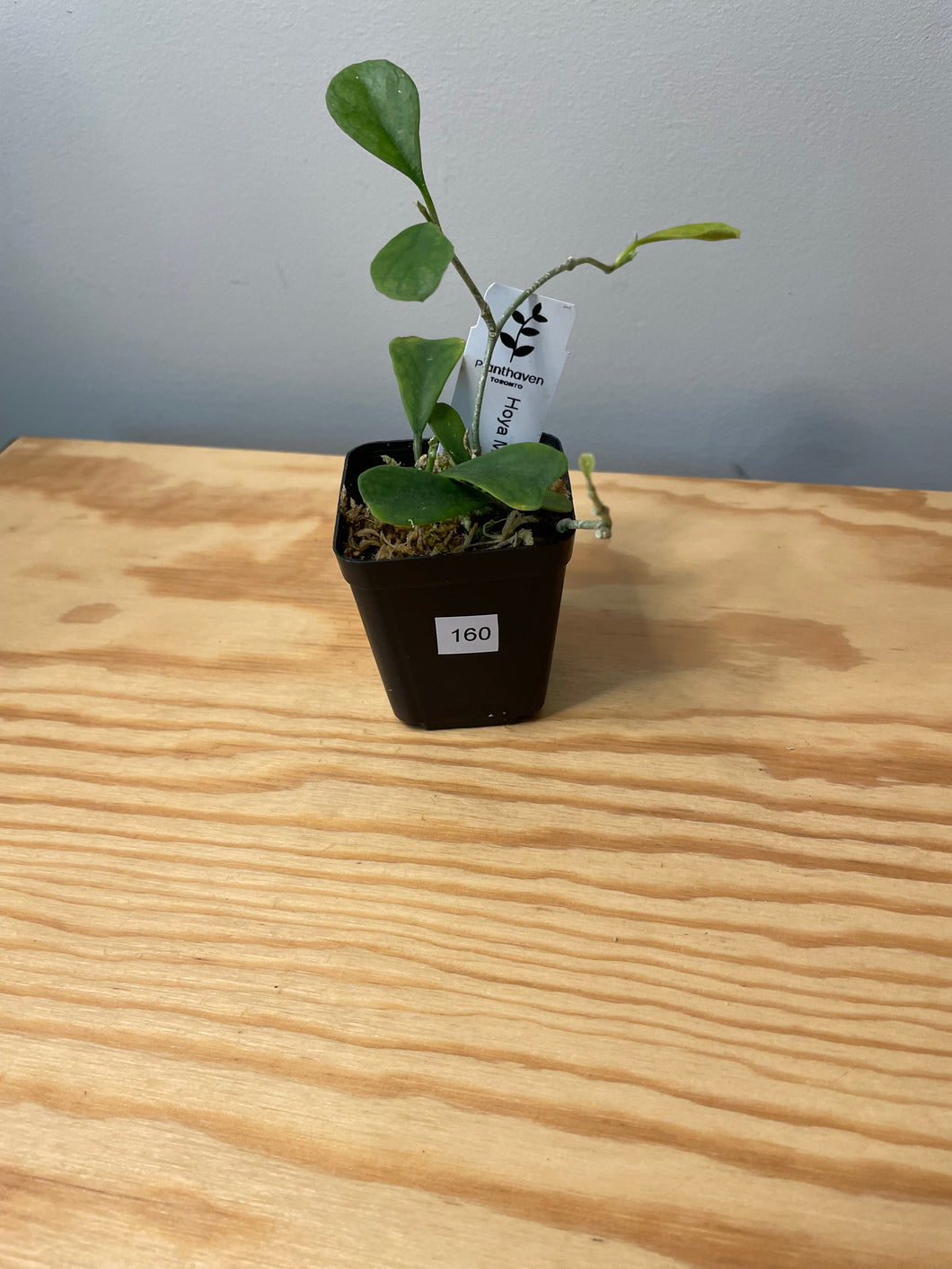 160. Hoya Manipurensis