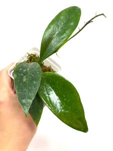 Hoya Ally (Memoria x IR26)