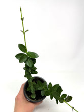 Load image into Gallery viewer, Hoya Densifolia