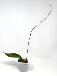 Hoya Lambii Silver G