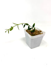Load image into Gallery viewer, Hoya Engleriana