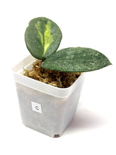 Load image into Gallery viewer, Hoya Carnosa ‘Argentea Princess’ C
