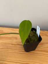 Load image into Gallery viewer, 341. Monstera Deliciosa Aurea Variegated