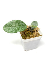 Load image into Gallery viewer, Hoya Carnosa ‘Grey Ghost’
