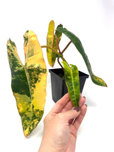 Load image into Gallery viewer, Philodendron Billietiae Variegated B