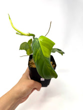 Load image into Gallery viewer, Philodendron Bipennifolium Violin Variegated C