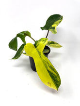 Load image into Gallery viewer, Philodendron Florida Beauty
