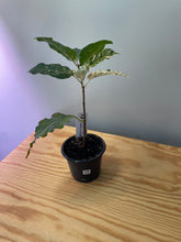 Load image into Gallery viewer, 9. Ficus Aspera Variegated